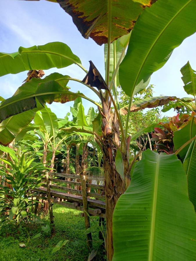 Hotel Banana Grove El Nido Extérieur photo