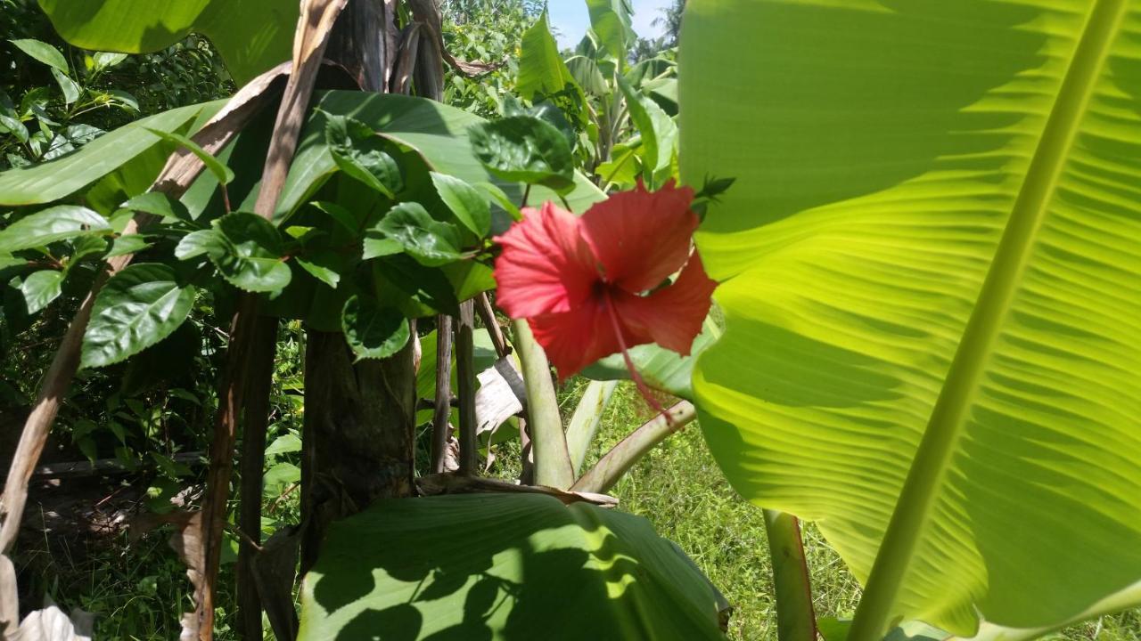 Hotel Banana Grove El Nido Extérieur photo